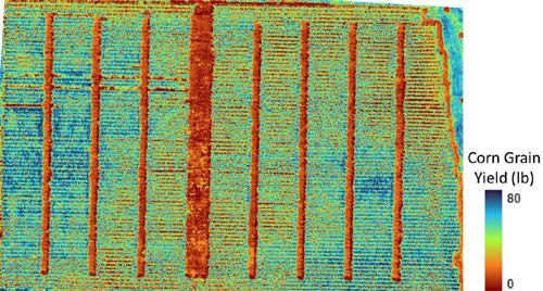  High resolution grain yield estimate map of corn derived from drone imagery.