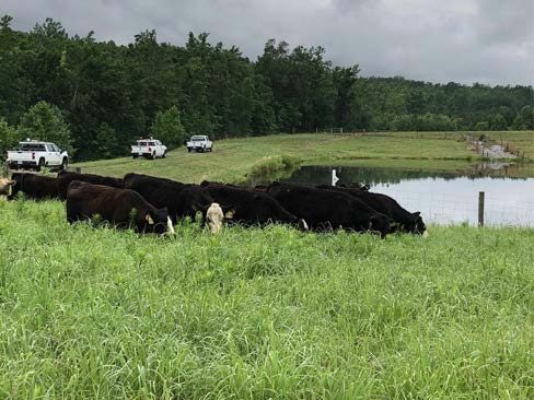 Cattle grazing a productive pasture of native warm season grasses during the middle of summer.