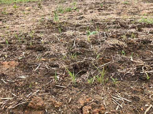 Native warm season grass seedlings germinating in May 2020.