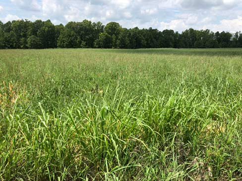 The native warm season grass stand by the end of the establishment growing season in August 2020.