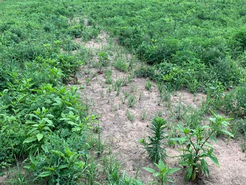 Native warm season grass seedlings were evident in early summer of the establishment year, but there was also substantial broadleaf weed germination and cover.