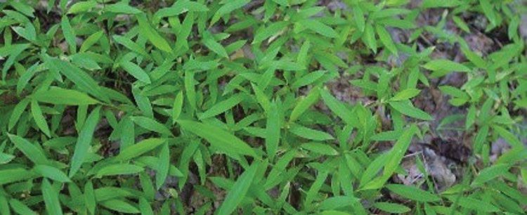 Figure 3. Japanese stiltgrass.