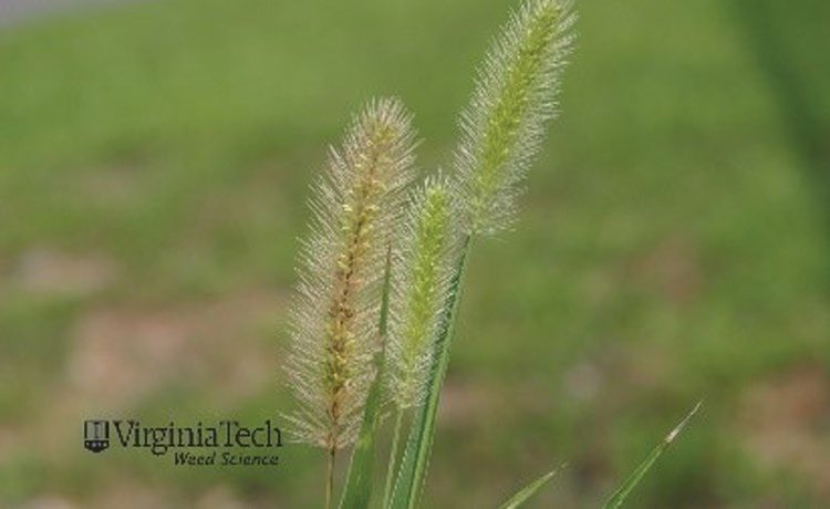 Figure 7. Green Foxtail