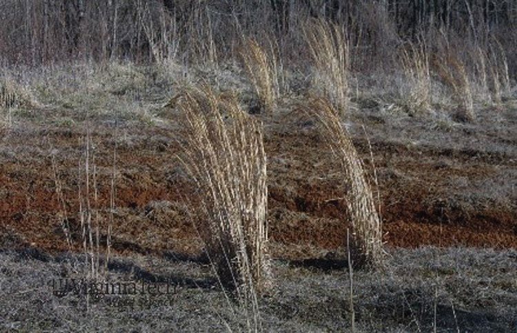 Figure 4. Dormant broomsedge.