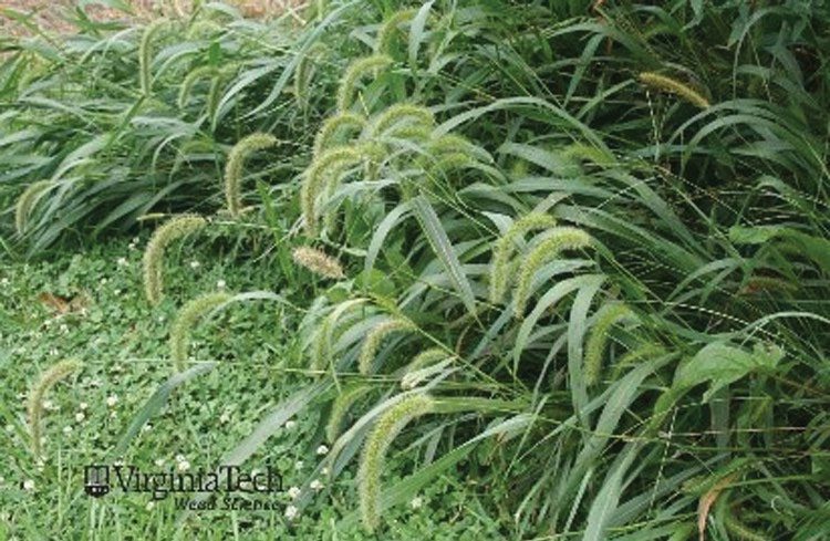 Figure 8. Giant Foxtail.