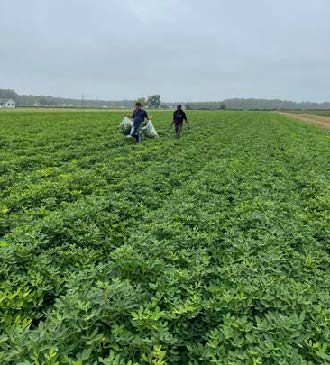 Two people walking through peanut field.
