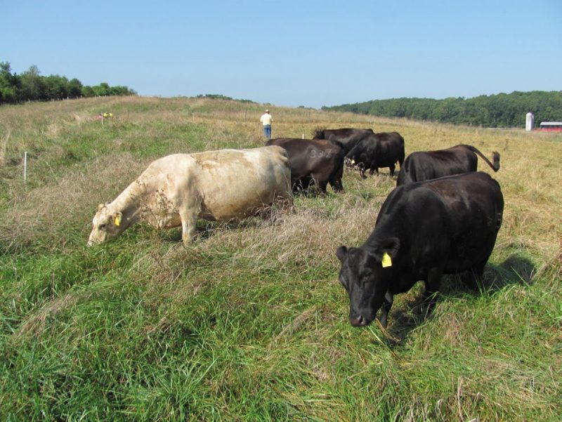 Cattle (five black, one white) graze inside a temporary fence visible to the left and rear, with a man standing within the fence behind them and a barn and silo in the far right background, all surrounded by a tree line.