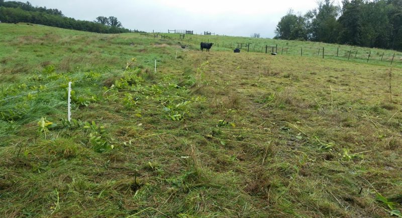 The photo shows a trampled forage area with a single black cow near the back corner of a temporary electric fence. Ungrazed pasture areas with multiple fences and tree lines are visible in the rear of the photo.