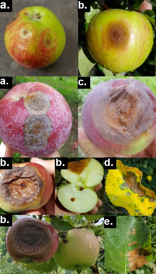 A collage of nine photos showing various aspects of apple bitter rot on apple surfaces, apple interiors, and apple leaves.