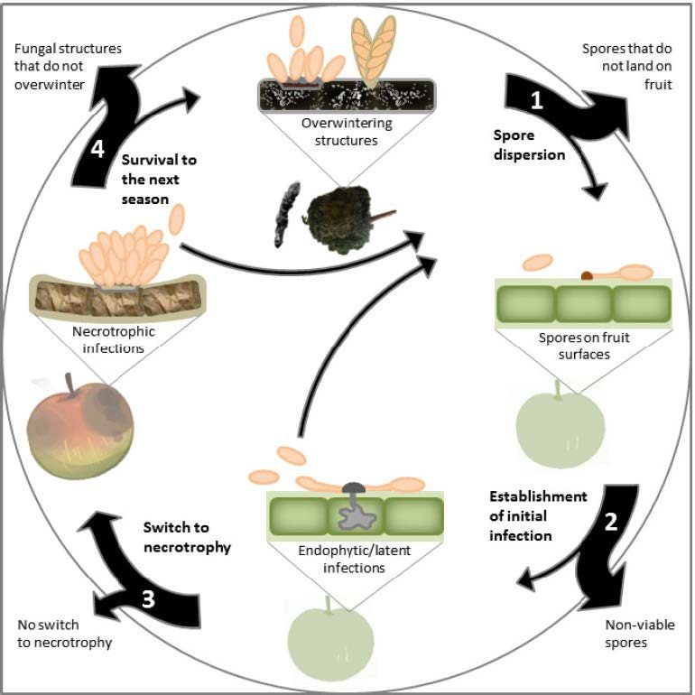 A circular diagram depicting four points in this fungi’s life cycle, including whether or not spores disperse; whether or not they land on a fruit’s surface and establish an initial infection; the endophytic or latent phase of the infection and its transition to the necrotrophic phase; and whether or not fungal structures survive over winter.