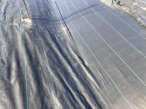 A picture containing a black, woven, polyethylene occultation tarp that has been secured using landscaping staples on the edges.