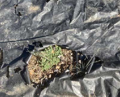 A picture containing a torn up non-UV-treated black tarp that was used for occultation. Weeds are growing through the holes in the tarp.