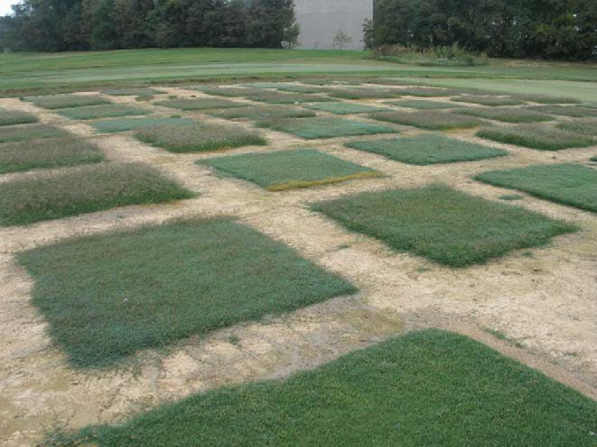 A grass test lot with many squares of grass.