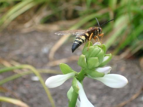 Cicada killer on a flower.