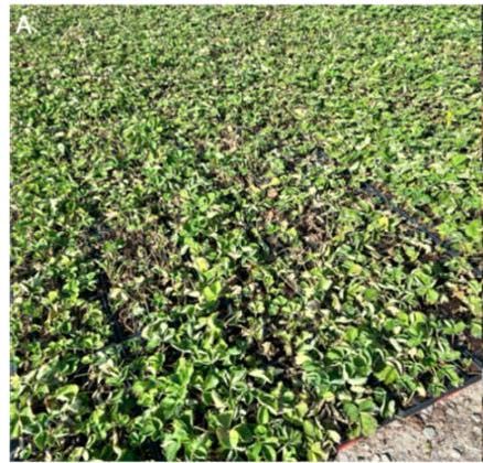 Photo of diseased strawberry plugs in flats from a nursery supplier