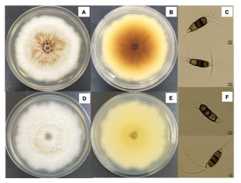 Fungal cultures of Virginia and Delaware isolates in a petri dish and microscope photos of their respective conidia
