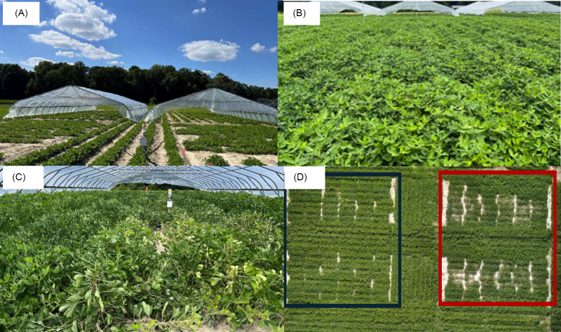 Figure 1. Trial setup consisting of heat and drought-stressed (HS+DS) plots under rainout shelters (A), and open- air rainfed plots (B). A detailed picture of HS+DS plots (C). An aerial image of plots 70 days after stress treatment taken on September 9th, 2024 (D). The black border block refers to rainfed plots and the red border block refers to HS+DS plots.