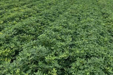 Figure 1 upper picture. Peanut field with plants overgrown and not worth PRO-CA application.