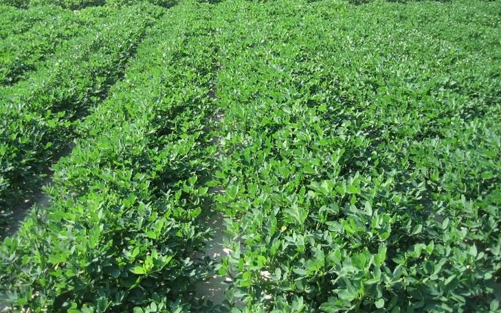 Figure 1 lopper picture. A peanut field with rows at 50% touching and ready for PRO-CA application.