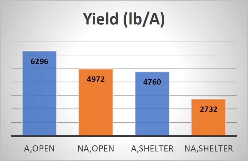 Figure 7. The average yield of five peanut cultivars was increased by prohexadione calcium (Apogee®) applied at 50% vine touching, in open-air and rain-out shelter plots, in 2024.