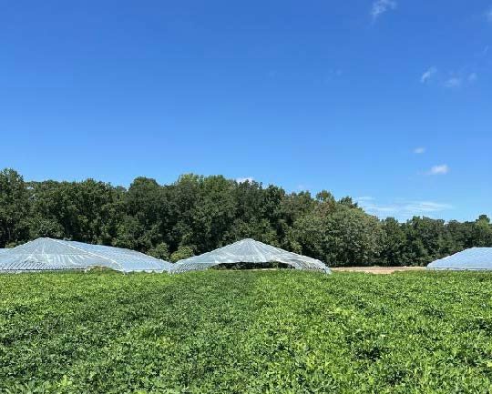 Figure 3. Picture showing a rainout shelter in the back and peanut plants darker and lighter in color in front. Darker color plants mark the plants that received PRO-CA.