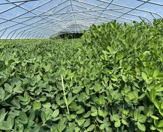 Figure 4. Peanut plants under a rainout shelter. Plants at left side are shorter than those at the right because PRO-CA application reduced their growth.