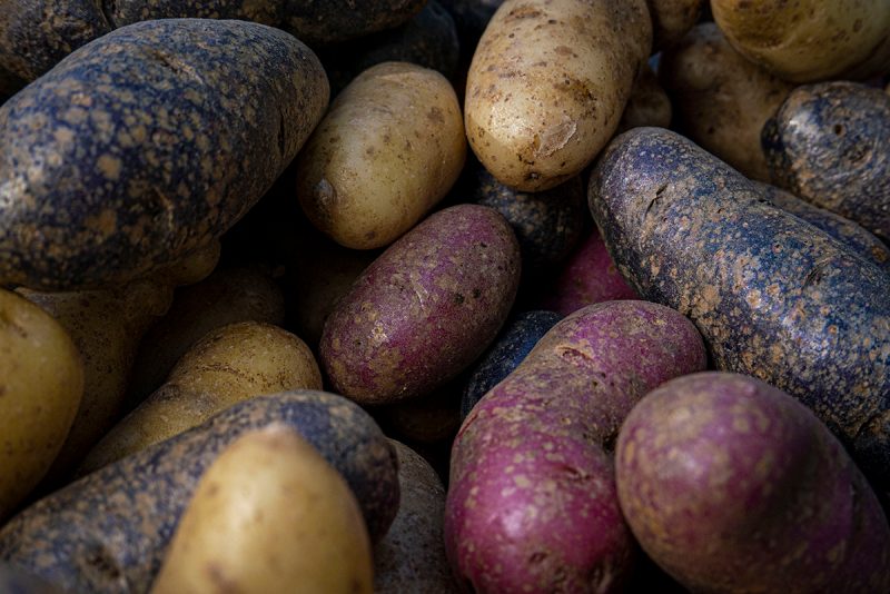 A pile of white, red and blue potatoes.