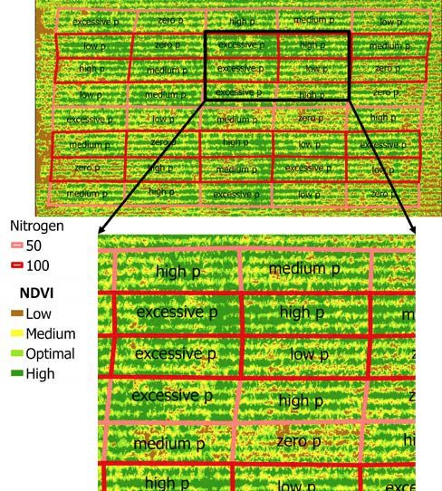  Figure 2. False-color agricultural field map showing nitrogen and phosphorus treatment plots. The field is divided into rectangular sections outlined in red, representing two nitrogen levels: light red for 50 units and dark red for 100 units. Each plot is labeled with phosphorus treatments such as “zero P,” “low P,” “medium P,” “high P,” and “excessive P.” Background colors represent vegetation health: brown for low, yellow for medium, green for optimal, and dark green for high. A zoomed-in section below the main map highlights the central area in greater detail, showing clearer plot boundaries and treatment labels. A legend on the left identifies nitrogen levels and vegetation status color codes.