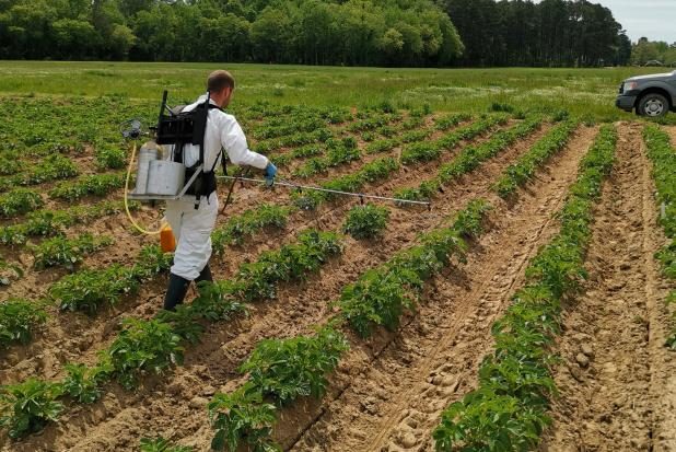  Photograph showing a person wearing protective gear and using a backpack sprayer to apply chemicals on rows of potato crop in a field.