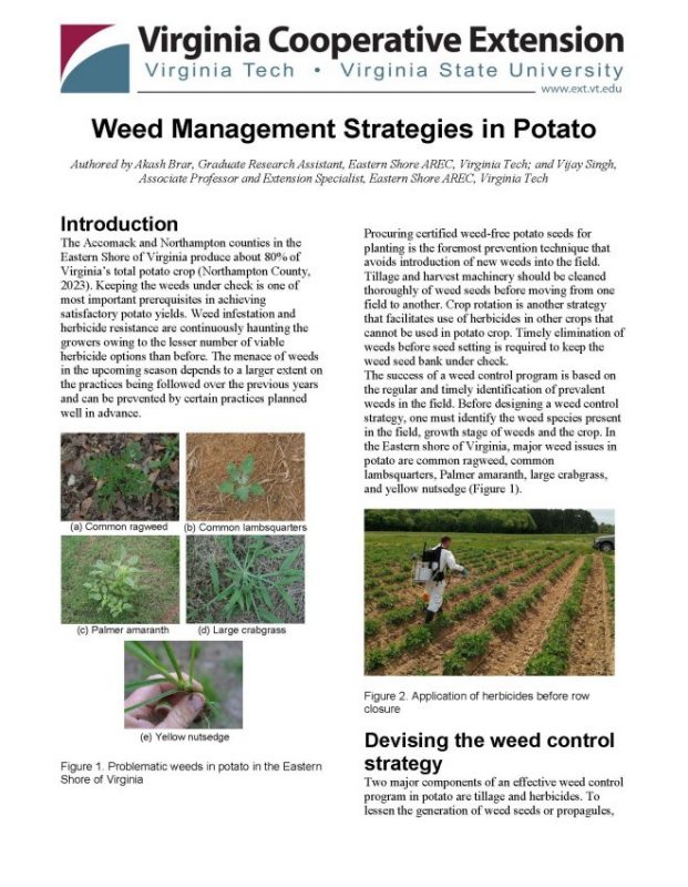 Weed Management Strategies in Potato