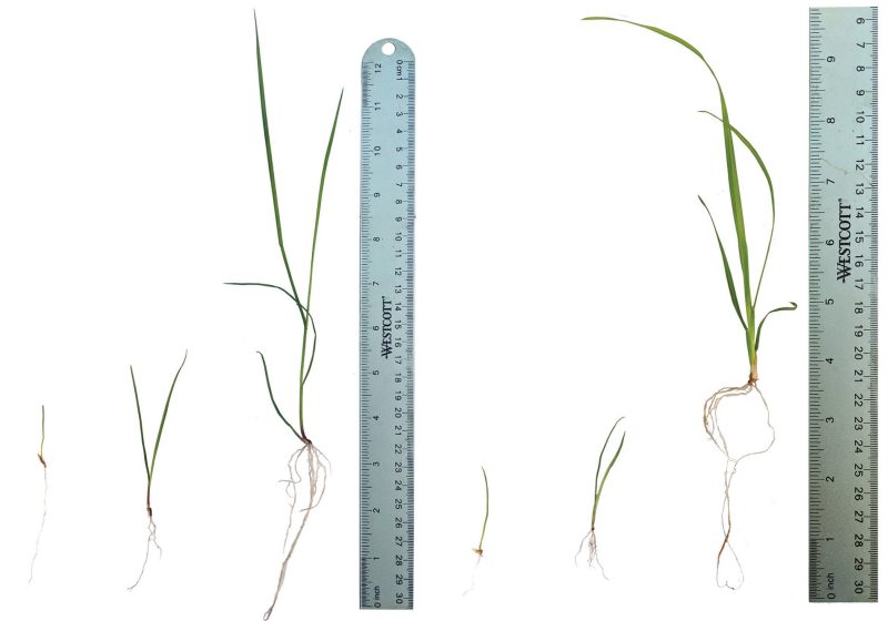 Fescue (left) and orchardgrass (right) at one-, two-, and three-leaf growth stages. Plant sensitivity to herbicide varies by species, growth stage, and herbicide.