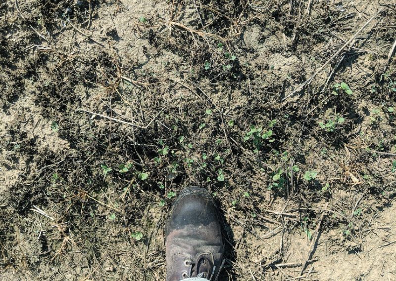 Controlling development of weeds such as this henbit, a winter annual, is critical to stand success. In this case, the henbit emerged after the initial burndown but before planting. Another herbicide application would be needed to remove this competition. 