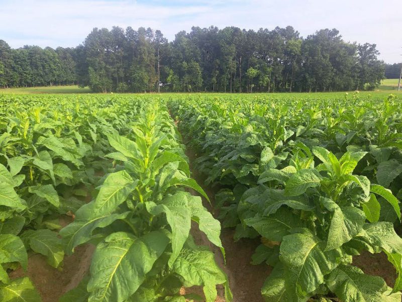 Farm picture.